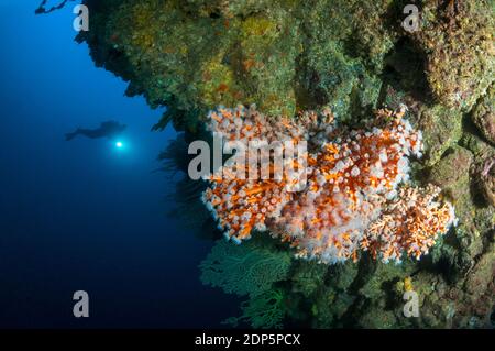 Baumkoralle, Dendrophyllia ramea, und ein Taucher, La Graciosa Insel, Kanarische Inseln, Spanien Stockfoto