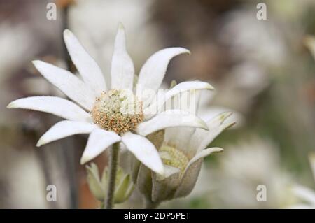 Nahaufnahme einer australischen einheimischen Flanellblume, Actinotus helianthi, Familie Apiaceae, wächst in Wäldern um Sydney, NSW, Australien. Werk hat Arbeitsauftrag Stockfoto