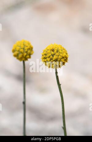 Australische einheimische gelbe Billy Button Blumen, Craspedia glauca, Familie Asteraceae Gänseblümchen. Auch bekannt als Wollköpfe oder Drumstick Blumen. Mehrjährig Stockfoto