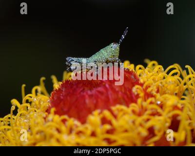 Grasshopper auf einer Blume. Stockfoto