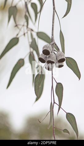 Große weiße Gumminüsse und graugrüne Blätter der australischen gebürtigen Silberprinzessin, Eucalyptus caesia, Familie Myrtaceae. Endemisch in Westaustralien. Stockfoto