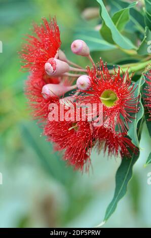 Rote Blüten und rosa Knospen der australischen einheimischen blühenden Gummibaum Corymbia ficifolia Wildfire Sorte, Familie Myrtaceae. Stockfoto