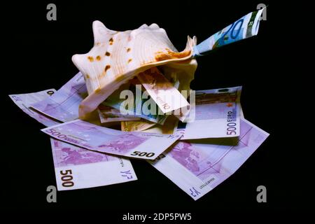 Euro-Banknoten verschiedener Stückelungen befinden sich auf der Meeresmuschel Stockfoto