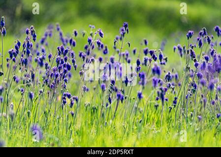 Nahaufnahme von violetten Blüten von Salvia Nutans oder nickender Salbei auf der Wiese. Selektiver Fokus Stockfoto