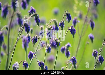 Nahaufnahme von violetten Blüten von Salvia Nutans oder nickender Salbei auf der Wiese. Selektiver Fokus Stockfoto