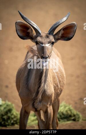 Nahaufnahme des männlichen Großkudus mit verlängerter Zunge Stockfoto