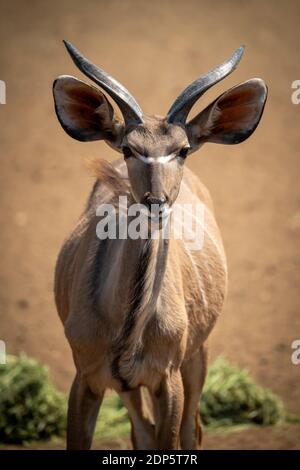 Nahaufnahme eines männlichen Großkudus, der die Kamera beobachtet Stockfoto