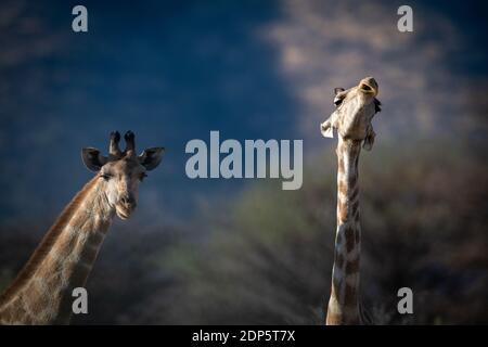 Nahaufnahme der Hälse von zwei südlichen Giraffen Stockfoto