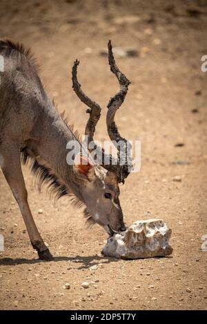 Nahaufnahme des männlichen Großkudus, der Salz leckt Stockfoto