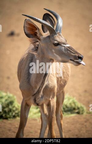 Nahaufnahme des männlichen Großkudus mit Zunge Stockfoto