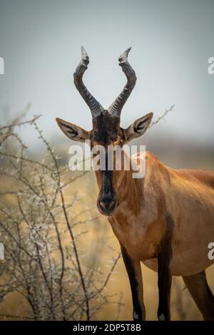 Nahaufnahme des roten Hartebeest, der in Büschen steht Stockfoto
