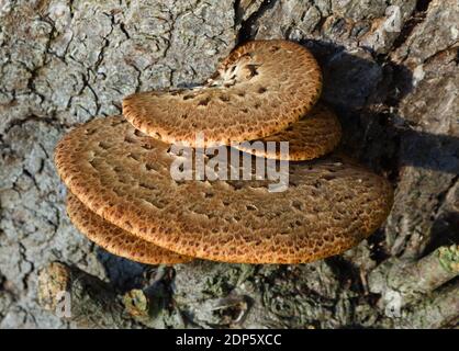 Dryads Sattel ein Bracket Pilz, der auf toten oder lebenden Bäumen wächst. Stockfoto