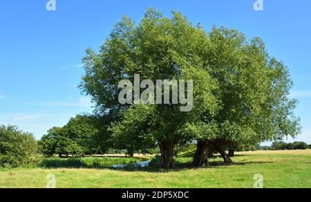 Weidenbäume an den Ufern des Flusses Stour in Essex England an einem sonnigen Tag. Stockfoto