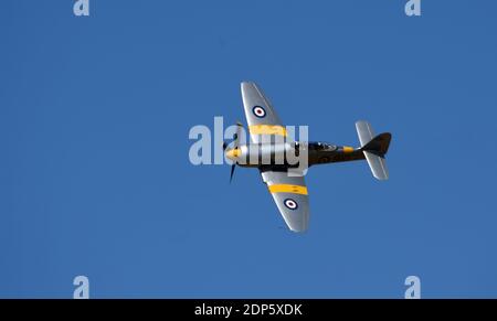 Hawker Sea Fury T 2.0 im Flug. Stockfoto