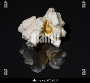 Popcorn auf schwarzem Hintergrund isoliert. Reflexion. Nahaufnahme. Makro. Stockfoto