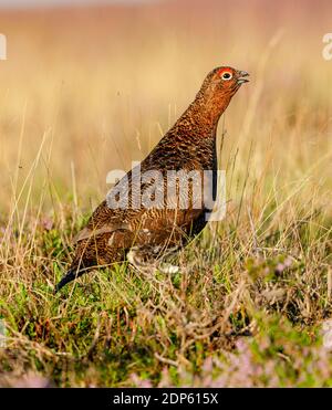 Rothuhn, Wissenschaftlicher Name: Lagopus Lagopus. Männliche rote Birkhühner mit roter Augenbraue, mit Blick direkt in natürlichen Moorlandschaft Lebensraum mit offenem Schnupfen und Ruf Stockfoto