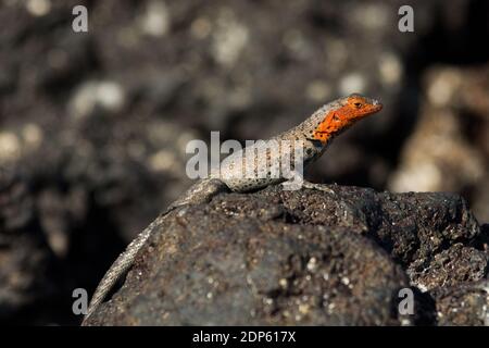 Galápagos Lavaeidechse in der Sullivan Bay auf der Santiago Insel auf den Galapagos Inseln. Stockfoto