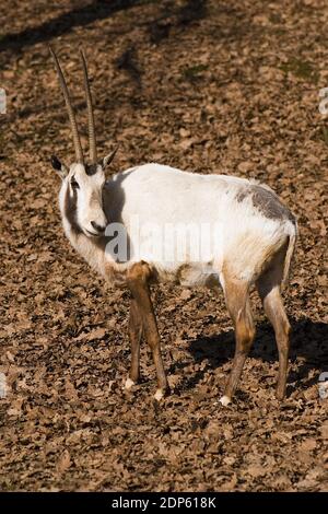 Arabian Oryx - Oryx leucoryx, schöne große Antilope aus arabischen Wüsten und Büschen, Israel. Stockfoto