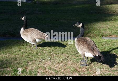 Inglewood, Kalifornien, USA 18. Dezember 2020 EIN allgemeiner Blick auf die Atmosphäre der Kanadischen Gänse auf dem Inglewood Park Cemetery am 18. Dezember 2020 in Inglewood, Kalifornien, USA. Foto von Barry King/Alamy Stockfoto Stockfoto