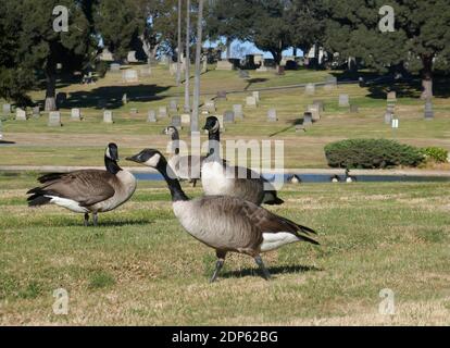 Inglewood, Kalifornien, USA 18. Dezember 2020 EIN allgemeiner Blick auf die Atmosphäre der Kanadischen Gänse auf dem Inglewood Park Cemetery am 18. Dezember 2020 in Inglewood, Kalifornien, USA. Foto von Barry King/Alamy Stockfoto Stockfoto