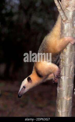 Südlichen Ameisenbär, Tamandua Tetradactyla, Erwachsenen Klettern Baum Stamm Stockfoto