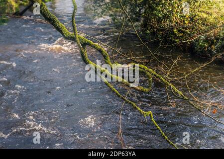 Ein Moos bedeckter Zweig einer Buche - Fagus sylvatica - hängt über dem Fluss Fowey, der durch den alten Wald Draynes Wood in Cornwall fließt. Stockfoto