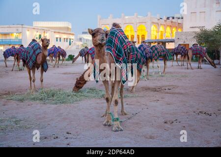 Camel Souk in Doha, Katar Stockfoto