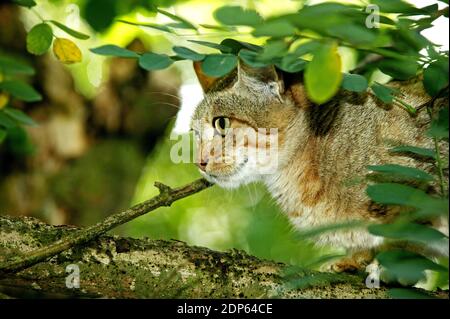 Afrikanische Wildkatze, felis silvestris lybica Stockfoto