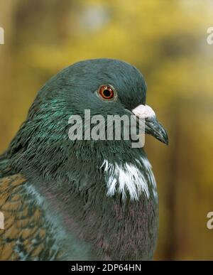 Porträt des Cauchois Tauben Stockfoto