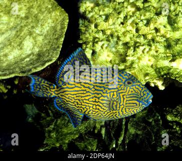Blaue oder Blue-Lined Tiggerfish, Pseudobalistes Fuscus Stockfoto