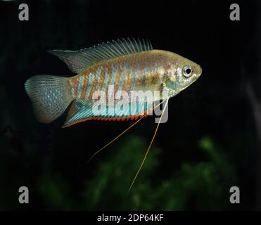 Gebändert oder riesige Gourami, Colisa fasciata Stockfoto