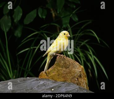 Malinois Canary or Song Canary, serinus canaria Stock Photo