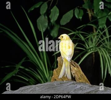 Malinois Canary or Song Canary, serinus canaria Stock Photo