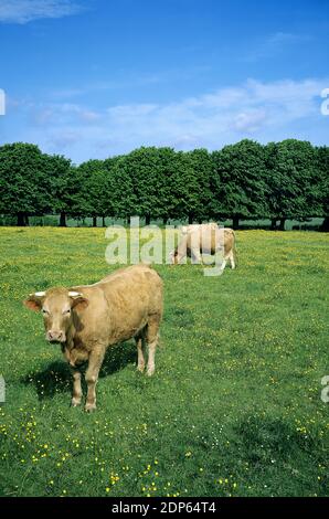Hausrinder, Kühe in Blooming Meadow Stockfoto