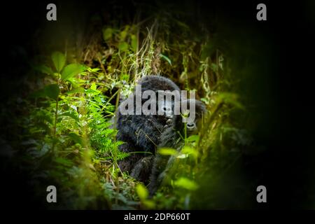 Porträt eines Berggorillas (Gorilla beringei beringei), Bwindi Impenetrable Forest National Park, Uganda. Stockfoto