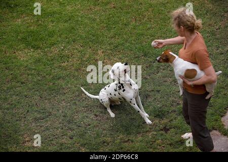 Frau, die mit Jack Russell Terrier und Dalmatiner Hund spielt Stockfoto