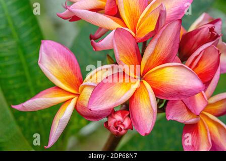 Nahaufnahme von roten und gelben Frangipani Blüten auf einem Baum Stockfoto