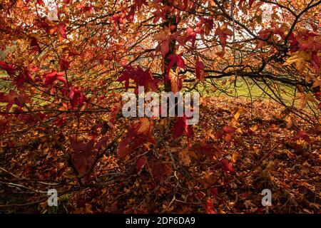 Liquidambar styraciflua Corky in voller Herbstfärbung von hellem Rot Blätter Stockfoto