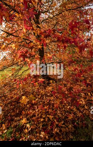 Liquidambar styraciflua Corky in voller Herbstfärbung von hellem Rot Blätter Stockfoto