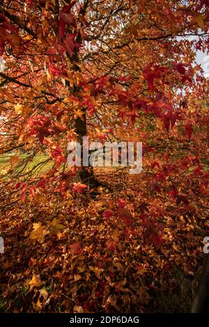 Liquidambar styraciflua Corky in voller Herbstfärbung von hellem Rot Blätter Stockfoto