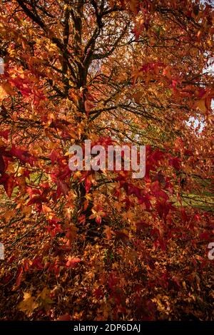 Liquidambar styraciflua Corky in voller Herbstfärbung von hellem Rot Blätter Stockfoto