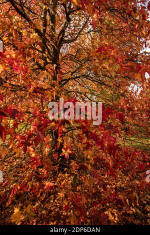 Liquidambar styraciflua Corky in voller Herbstfärbung von hellem Rot Blätter Stockfoto