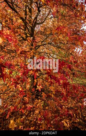 Liquidambar styraciflua Corky in voller Herbstfärbung von hellem Rot Blätter Stockfoto