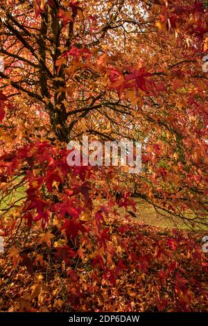 Liquidambar styraciflua Corky in voller Herbstfärbung von hellem Rot Blätter Stockfoto