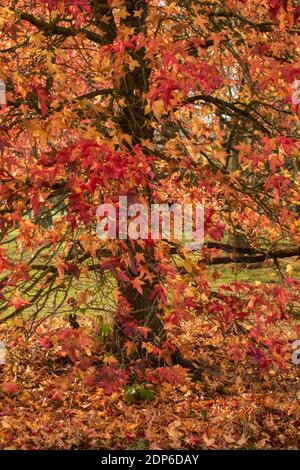 Liquidambar styraciflua Corky in voller Herbstfärbung von hellem Rot Blätter Stockfoto