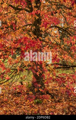 Liquidambar styraciflua Corky in voller Herbstfärbung von hellem Rot Blätter Stockfoto