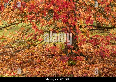 Liquidambar styraciflua Corky in voller Herbstfärbung von hellem Rot Blätter Stockfoto