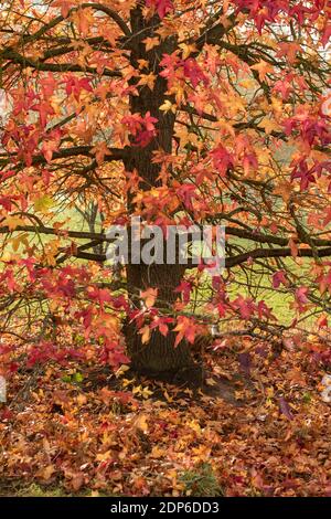 Liquidambar styraciflua Corky in voller Herbstfärbung von hellem Rot Blätter Stockfoto