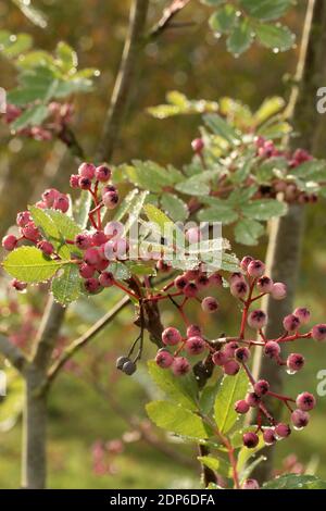 Sorbus Pseudohupehensis ‘Rosa Pagode’ Strauch in Beere, Herbst Interesse Pflanze Stockfoto