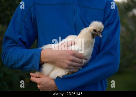 Von sanftem Abendlicht beleuchtet, wird ein ungewöhnliches weißes Seidenhühnchen von bantam von ihrem Besitzer gehalten, der einen blauen Fleece-Pullover trägt. Stockfoto